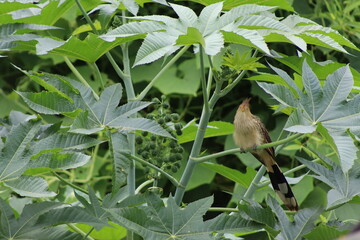 Guira Cuckoo