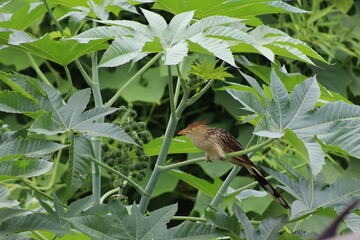 Guira Cuckoo
