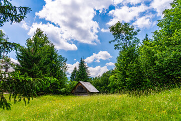 Small wooden hut in a meadow  in the forest; outdoors landscape in nature with trees in the forest...