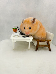 Cute Syrian hamster working on a computer at a desk in a grey and white office with a cup of coffee and cellphone