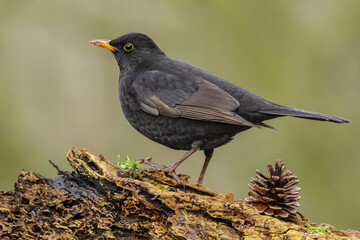 Blackbird, Scientific name: Turdus merula. First year male blackbird, foraging for food and facing left on gnarled log in cold, winter weather.  Horiozntal. Copy Space.