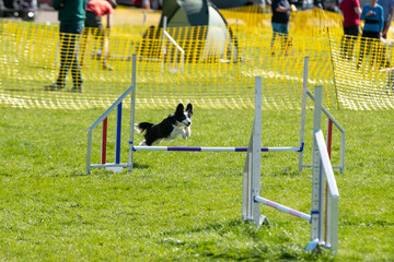 Dog agility 