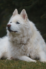 Senior husky dog portrait with long white hair and bright blue eyes penetrating stare
