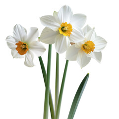 Fototapeta premium Beautiful White Daffodils on Isolated transparent background Perfect for Clean and Elegant Designs