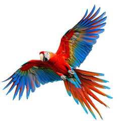 Fototapeta premium Colorful Macaw in Flight Over Clean transparent background, Vibrant Feathers Showcase Natural Beauty