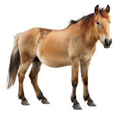 Obraz premium Isolated Clean Horse on transparent background for Use in Various Creative Projects and Artistic Applications