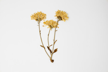 A dry Chrysanthemum on the white background. Dry plant with leaves and petals. Herbarium of flowers dried.