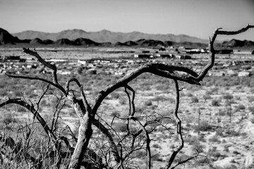 A black and white picture of a dead tree in the Arizona desert
