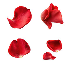Fototapeta premium Red rose petals on clean white background. Four isolated floral shapes with soft curves and satin texture. Romantic elegance and gentle emotion. Ideal for wedding invites, beauty branding