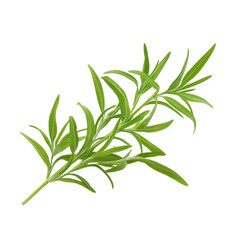 Fototapeta premium Isolated Green Herb on Clean transparent background for Photorealistic Nature and Culinary Imagery Use