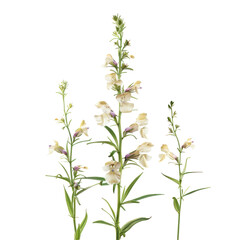 Isolated White Floral Arrangement on Clean Background for Photorealistic Design and Illustration Purposes
