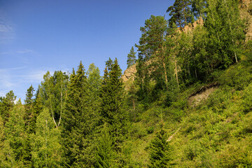 trees in the mountains