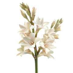 Obraz premium Beautiful Isolated White Flowers on Clean transparent background for Photorealistic Renderings and Design Projects