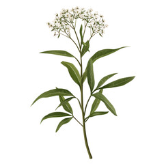 Isolated Clean transparent background with Photorealistic Detailed Flower and Green Leaves in Elegant Arrangement