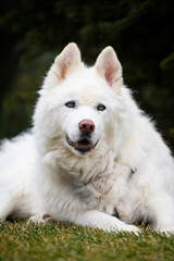 Senior husky dog portrait with long white hair and bright blue eyes penetrating stare