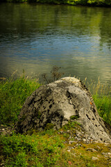 the river in the forest