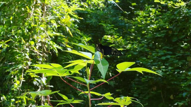 Exotic butterfly with black and color wings flies out of plant leaves in sunny garden. Tropical insect in natural environment life. Studying wild fauna