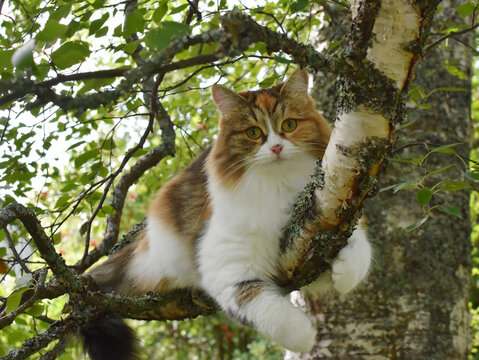 Closeup on tricolor siberian longhair cat outdoor climbing tree
