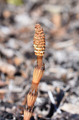 Spring stem from horsetail plant Equisetum