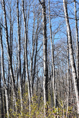 Trunks of grey alder trees growing close together in a forest in early spring