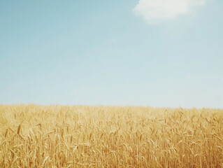 Naklejka premium Golden Wheat Field Under a Clear Blue Sky