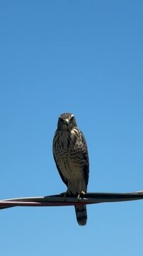 falc&atilde;o 