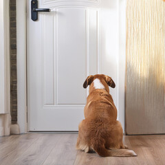Dog waiting for his owner, separation anxiety