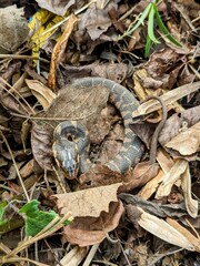 Nonvenomous northern water snake hiding in leaves in a North Carolina park garden (Nerodia sipedon, commonly mistaken for copperhead snake)