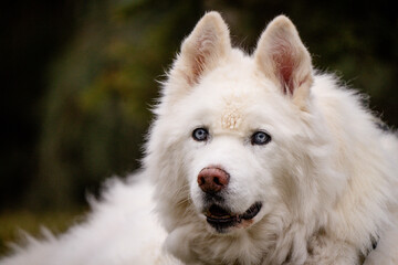 Senior husky dog portrait with long white hair and bright blue eyes penetrating stare