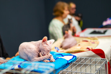A hairless cat lays on a blue blanket at a cat show event