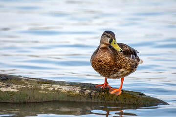 Duck resting on a tree trunk