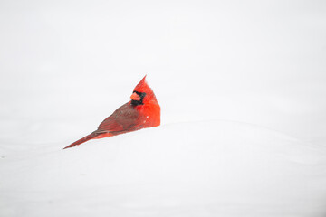 Northern cardinal in the snow