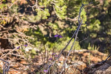 Purple Flower Growing at the Grand Canyon