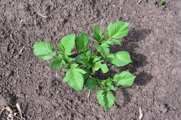 a potato seedling is growing in the garden top view isolated  