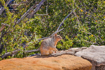 Squirrel at the Grand Canyon 
