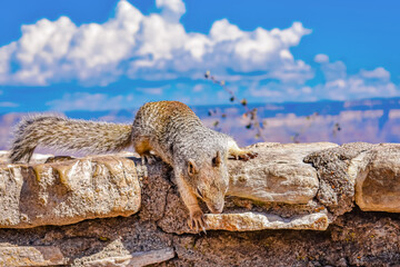 Squirrel at The Grand Canyon Landscape