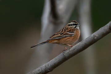 Rock bunting. Passerine bird in the bunting family Emberizidae. (Emberiza cia).