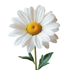 A white daisy with a yellow center and green leaves.