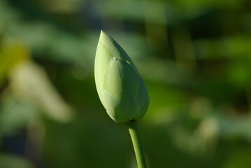Bouton de fleur de lotus en été au jardin