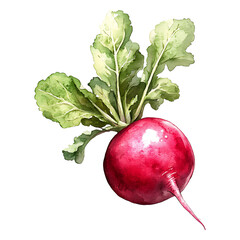 Watercolor painting of a red radish isolated on transparent background
