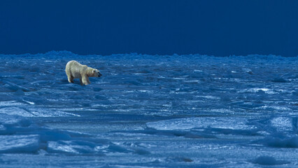 Naklejka premium Polar bear