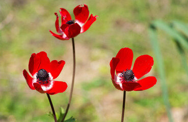 wild plants. Photos of anemone in various colors.
