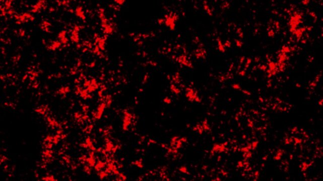 Red splatter moves on black. Abstract red texture animation background. Grunge red texture 
