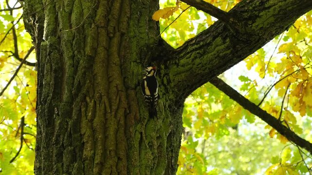 woodpecker on a tree trunk in the autumn forest