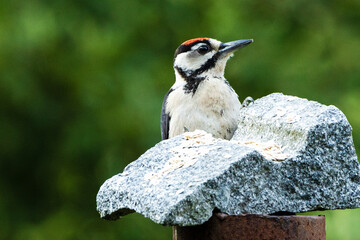 Great spotted woodpecker pecking grain from stone. A colourful bird that eats grain. Dendrocopos major. 