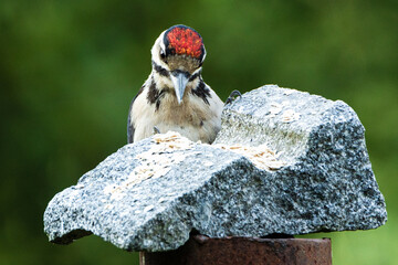 Great spotted woodpecker pecking grain from stone. A colourful bird that eats grain. Dendrocopos major. 