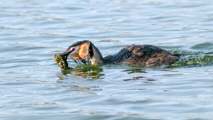 Obraz premium dog in the water
