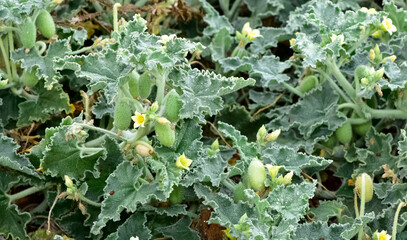 photos of wild plants and medicinal plants