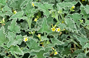 photos of wild plants and medicinal plants