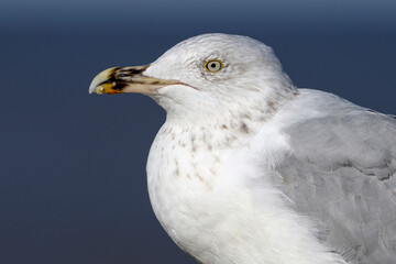  Herring Gull, Larus argentatus, adult winter plumage portrait